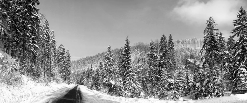 Panorama van bos in de sneeuw