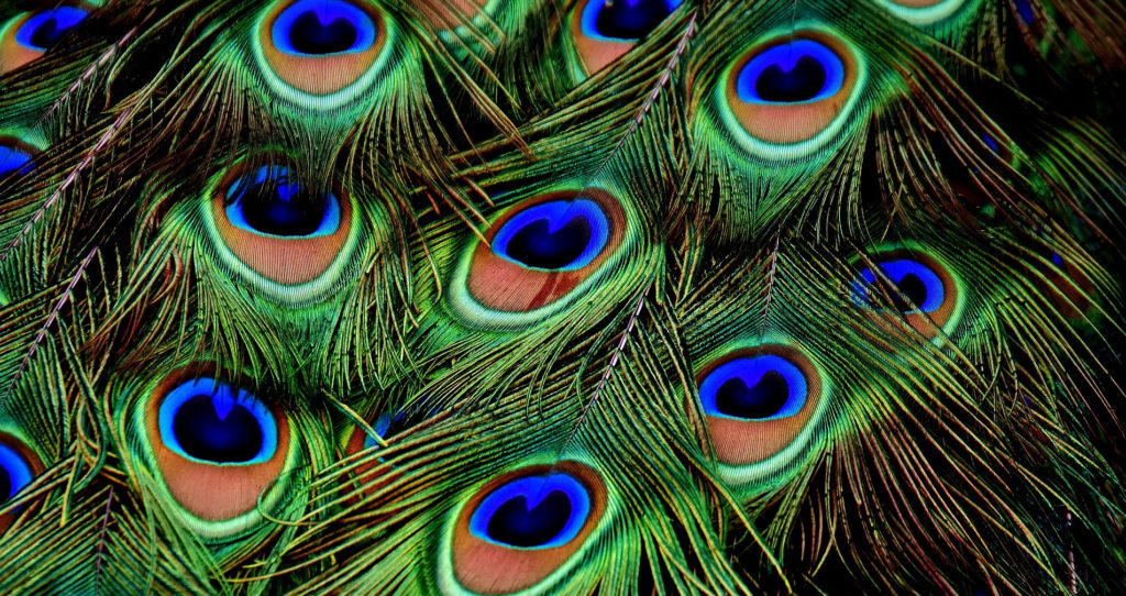 Pauwenveren